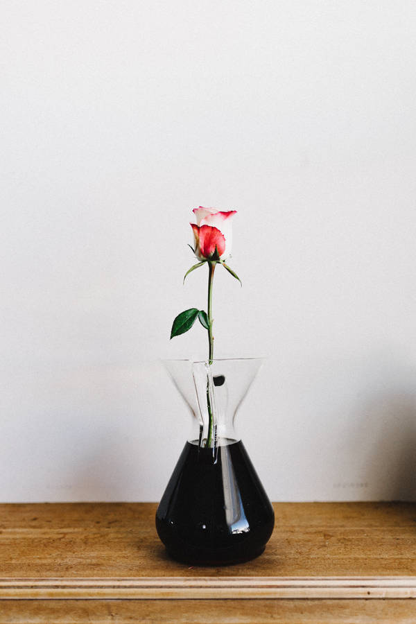 Rose, Flower, Vase Wallpaper