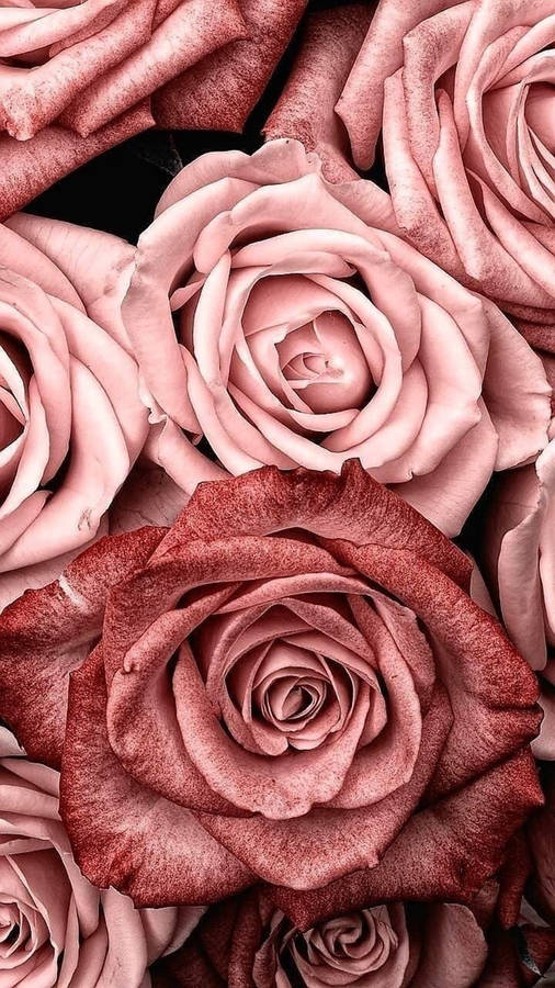 Rose Gold Ipad Giant Roses Wallpaper