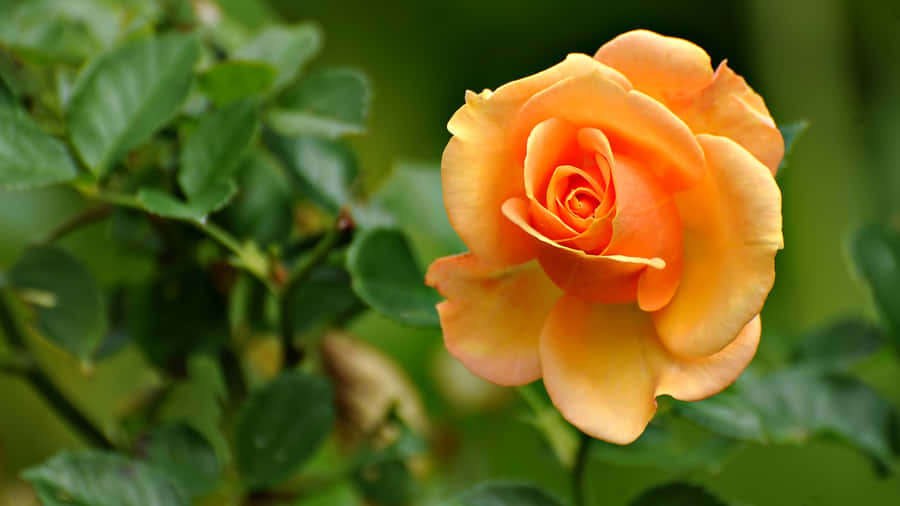 Rose Laptop Yellow Wallpaper