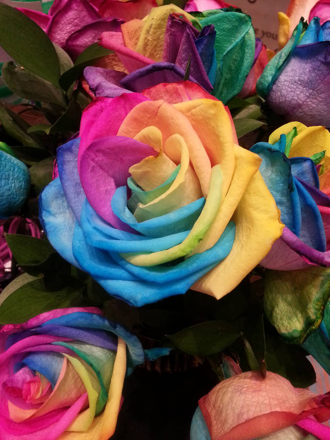 Rose, Rainbow, Multicolored Wallpaper