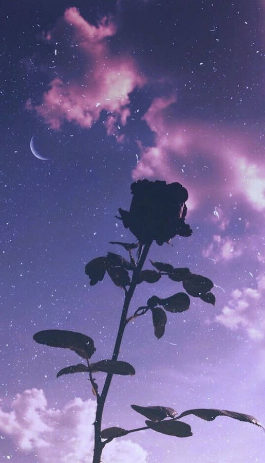 Rose Silhouette And Purple Sky Wallpaper