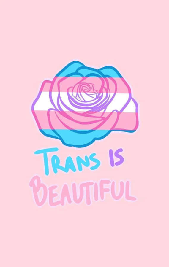 Rose With Trans Is Beautiful Statement Wallpaper