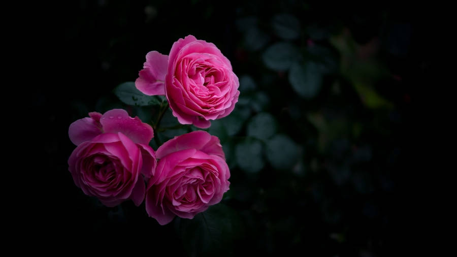 Roses Black Hd Desktop Wallpaper