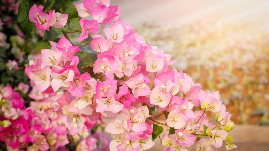 Rosy Bougainvillea Flowers Wallpaper