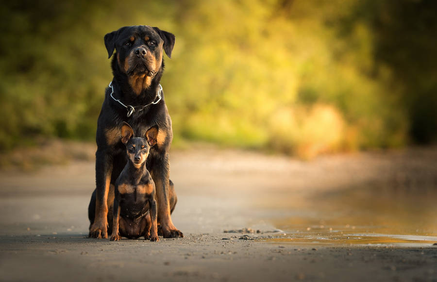 Rottweiler And Mini Pincher Wallpaper