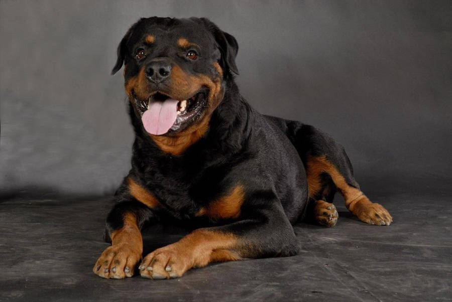 Rottweiler Puppy Photoshoot Wallpaper