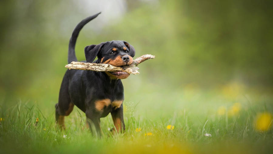 Rottweiler Puppy Wood Fetch Wallpaper