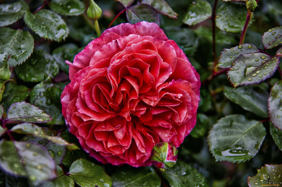 Rouge Royal Red Rose Wallpaper