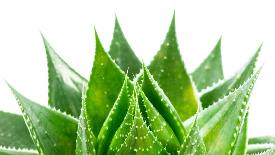 Round Aloe Vera Plant Wallpaper