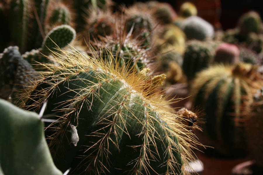Round Cactus Houseplant Succulents Wallpaper
