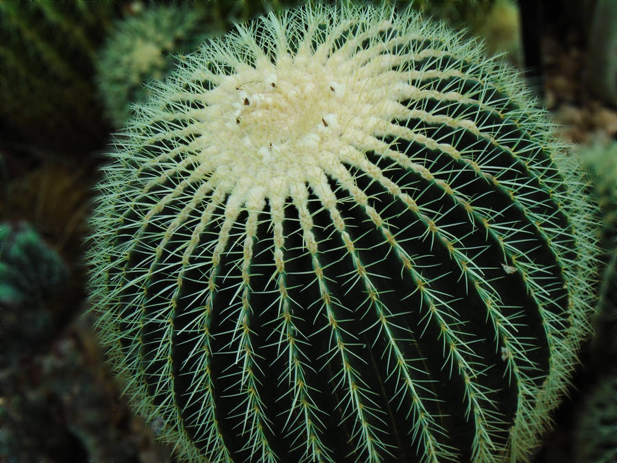 Round Cactus Spines Close Up Wallpaper