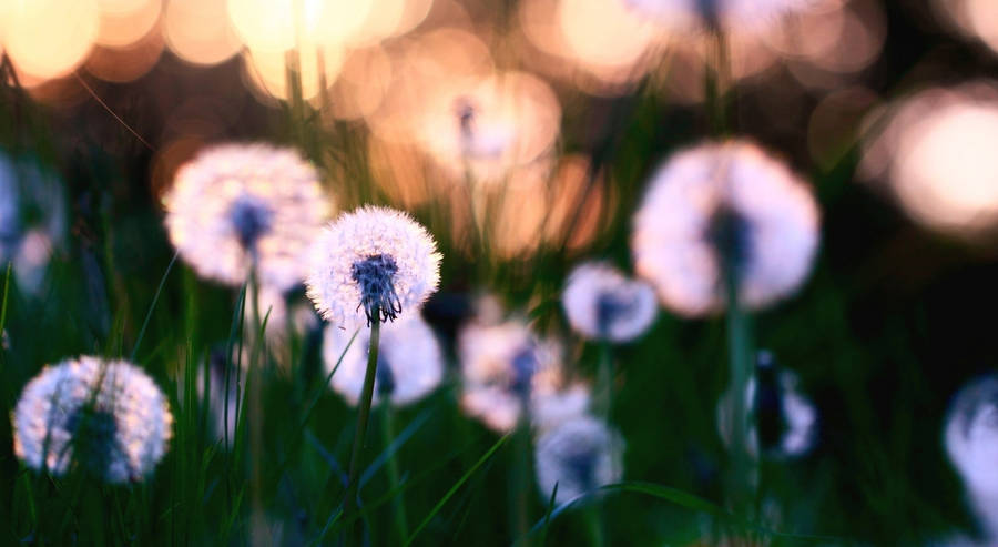 Round Dandelions On A Grassland Wallpaper