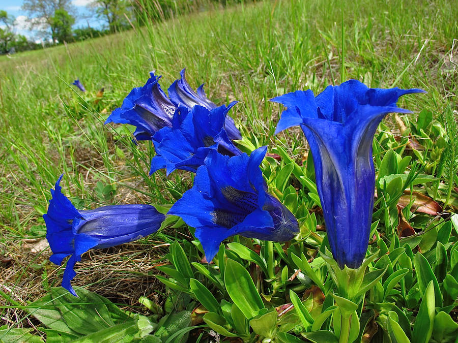 Royal Blue Pansies On The Grass Wallpaper