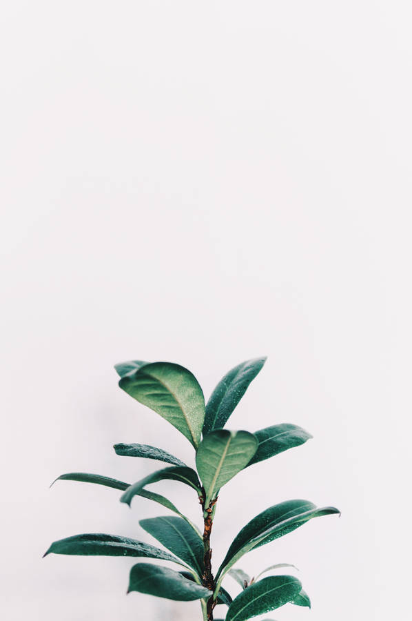 Rubber Plant Sage Green Aesthetic Wallpaper
