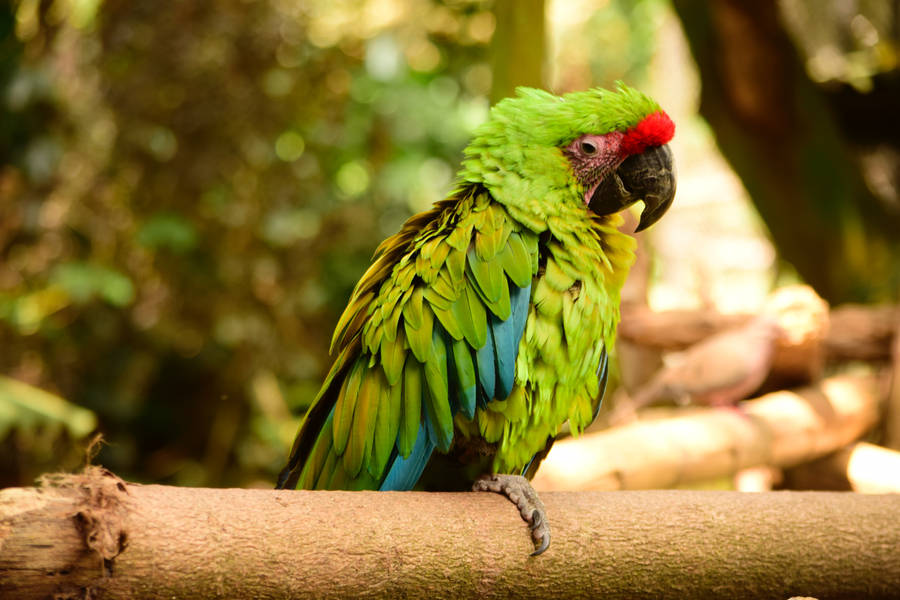 Ruffled Green Parrot Hd Wallpaper