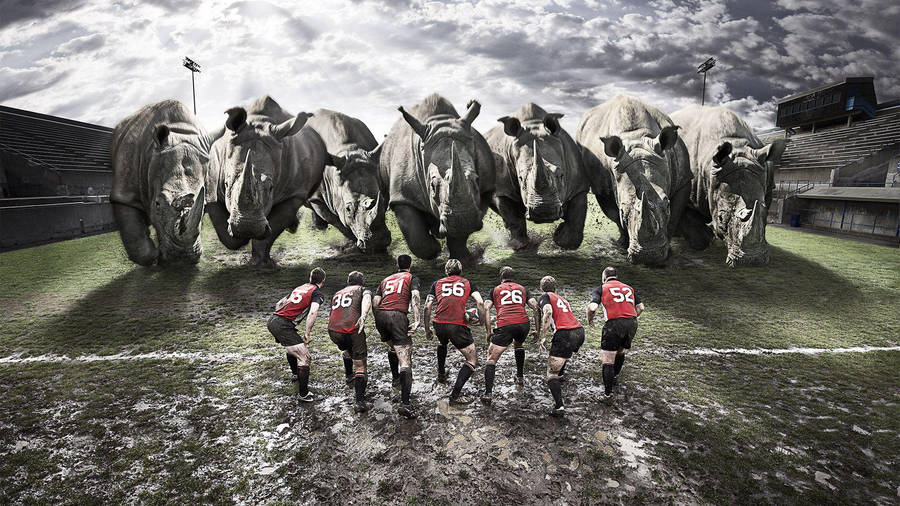 Rugby Team Facing Rhinos Wallpaper