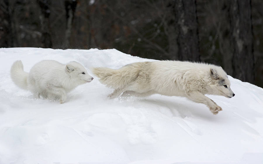 Running Arctic Foxes Wallpaper