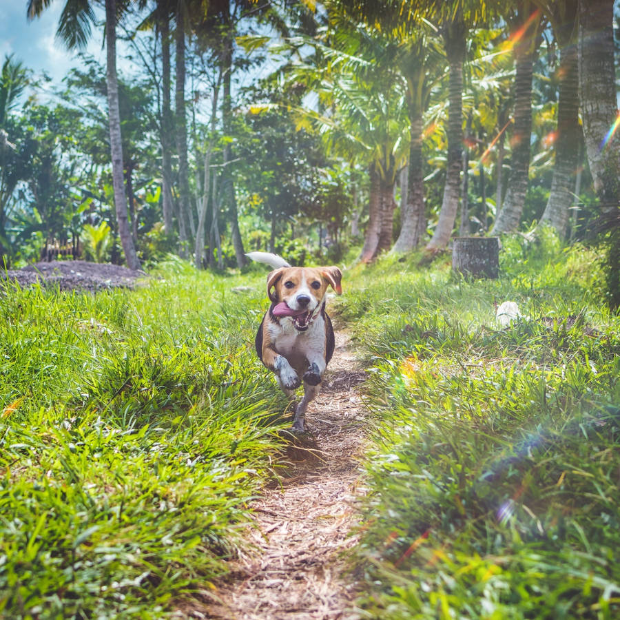 Running Beagle Dog With Tongue Out Wallpaper