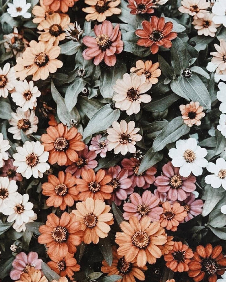 Rustic Flowers In Spring Iphone Wallpaper