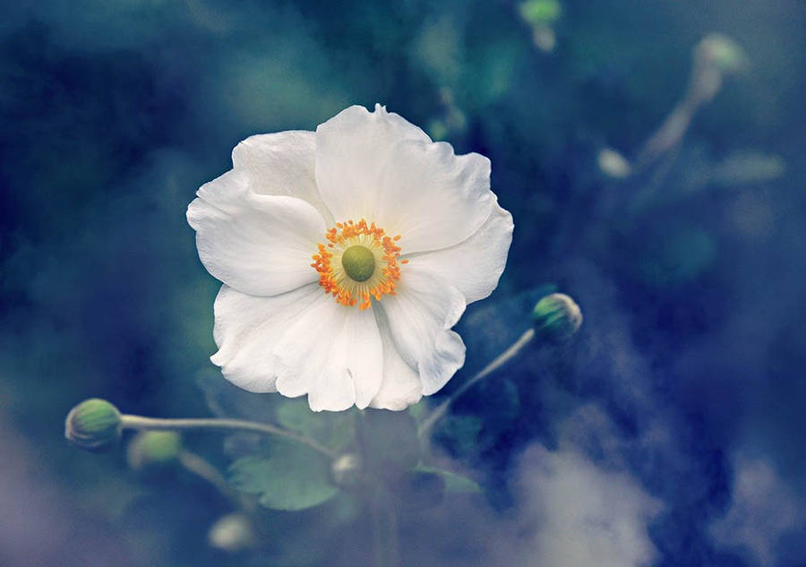 Rustic Scene Anemone Flower Wallpaper