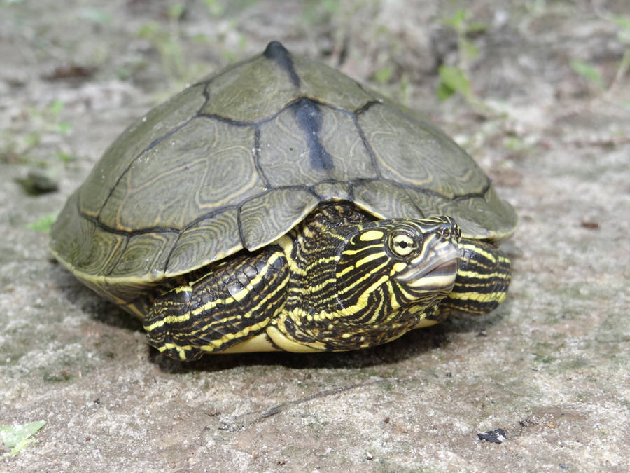 Sabine Map Turtle In Louisiana Wallpaper