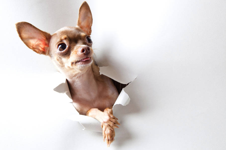 Sable Chihuahua At Wall Wallpaper