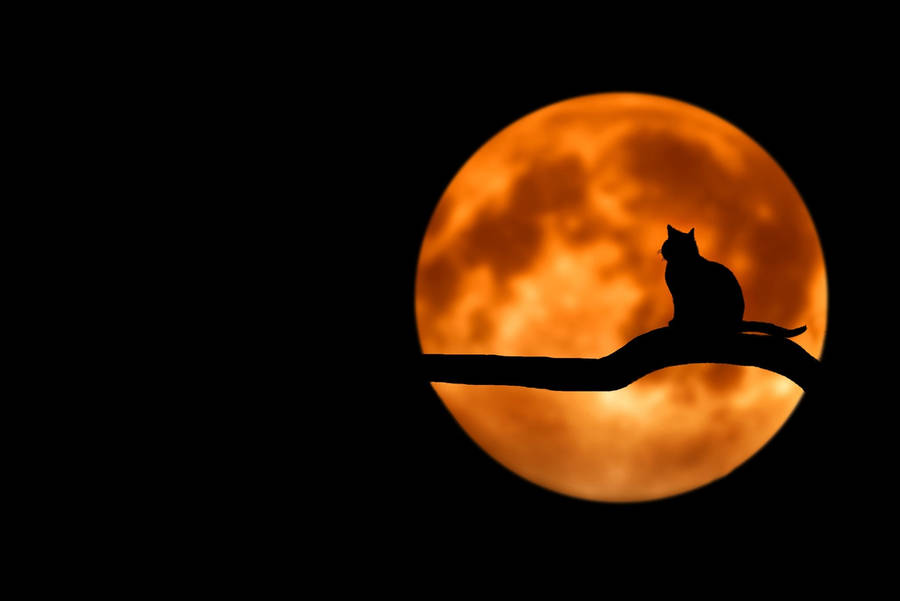 Sabrina's Cat For Halloween Laptop Art Wallpaper