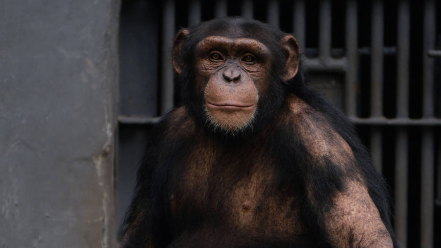 Sad Chimpanzee At Zoo Wallpaper