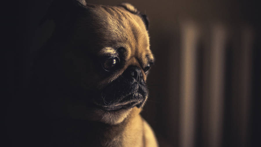 Sad Meme Pug Wallpaper