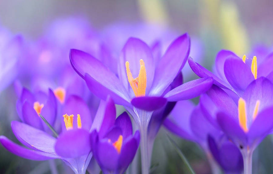 Saffron Crocus Aesthetic Wallpaper