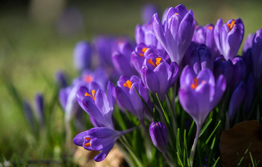 Saffron Crocus At Night Wallpaper