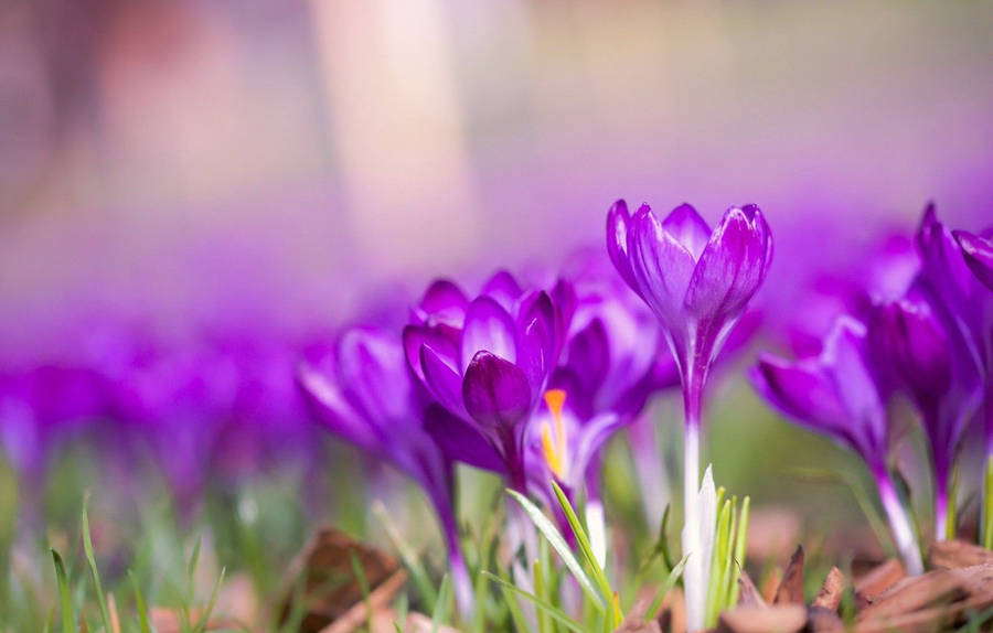 Saffron Crocus Field Wallpaper