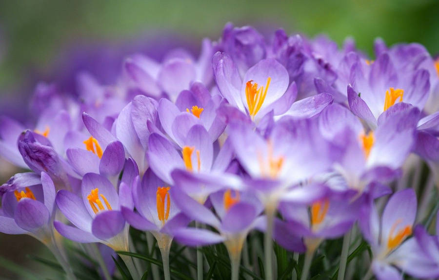 Saffron Crocus Growing In Bundles Wallpaper