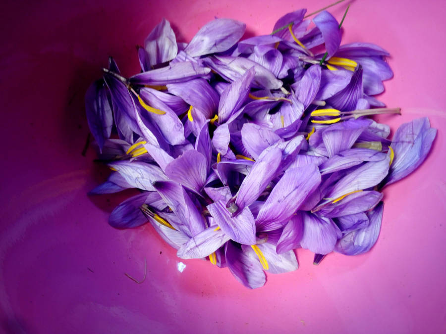 Saffron Crocus Petals Wallpaper