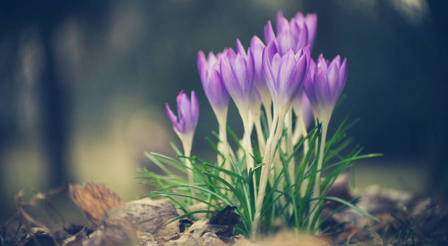 Saffron Crocus Planted Near Rocks Wallpaper