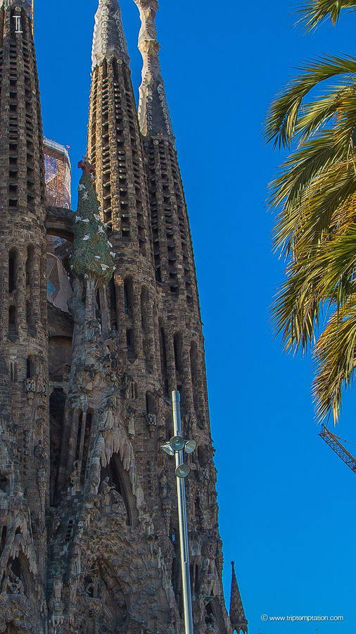 Sagrada Familia Phone With Tree Wallpaper