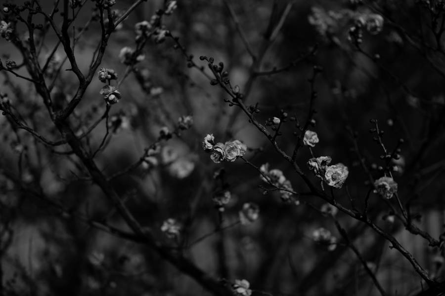 Sakura Black And White Wallpaper