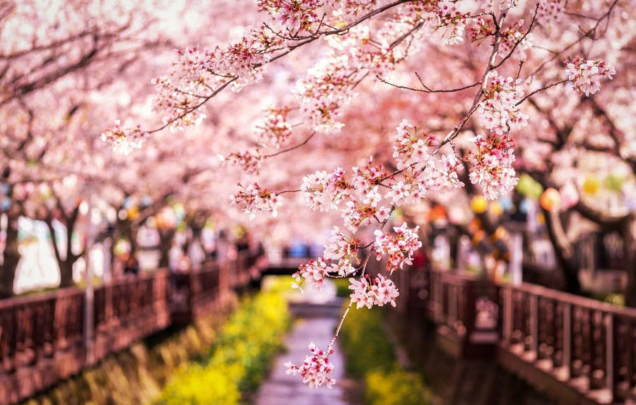 Sakura Blooming In Balconies Wallpaper