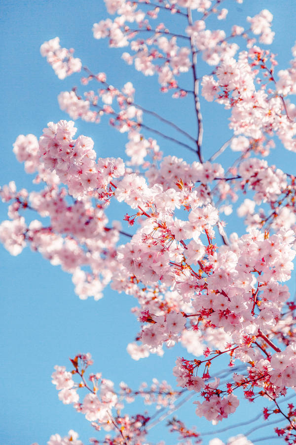 Sakura Bloosom For Girly Lock Screen Iphone Wallpaper