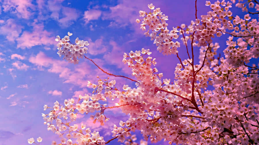 Sakura Blossoms Against Twilight Sky Wallpaper