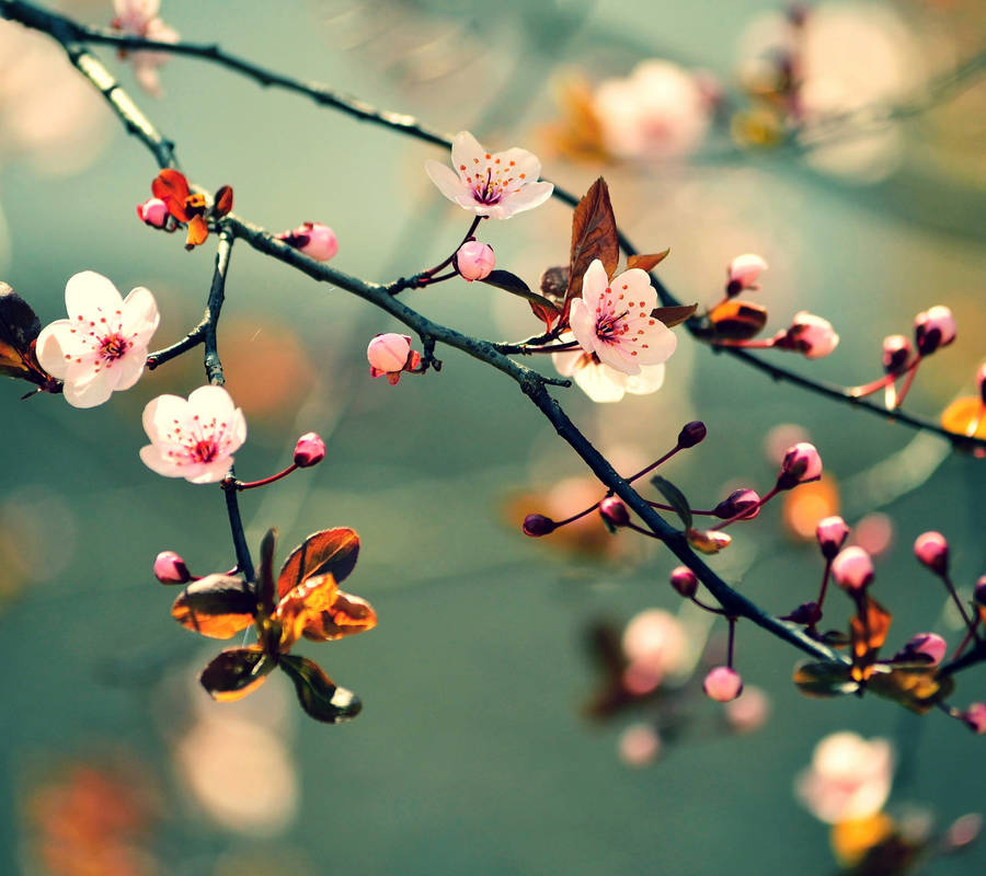 Sakura Cherry Blossom Flowers Wallpaper