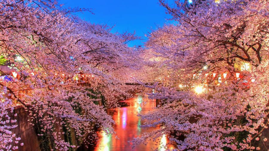 Sakura Festival Full Hd 1600x900 Wallpaper