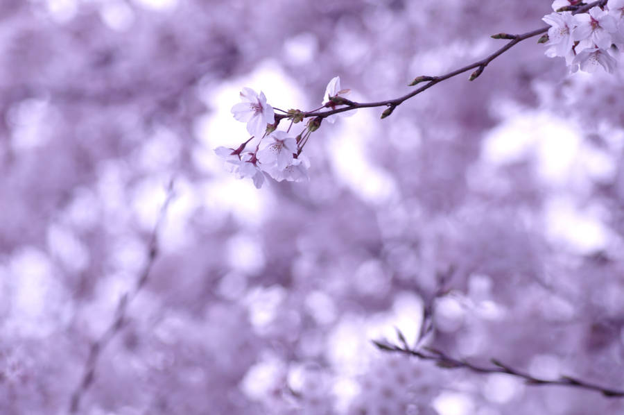 Sakura Flower Twig Wallpaper