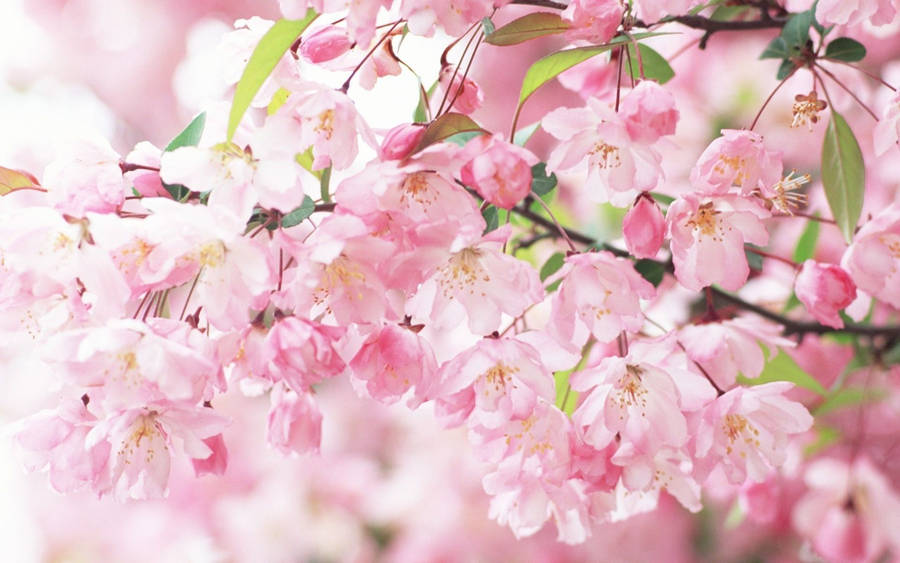 Sakura Flowers And Leaves Wallpaper