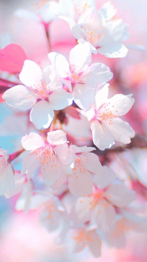 Sakura Macro Shot Wallpaper