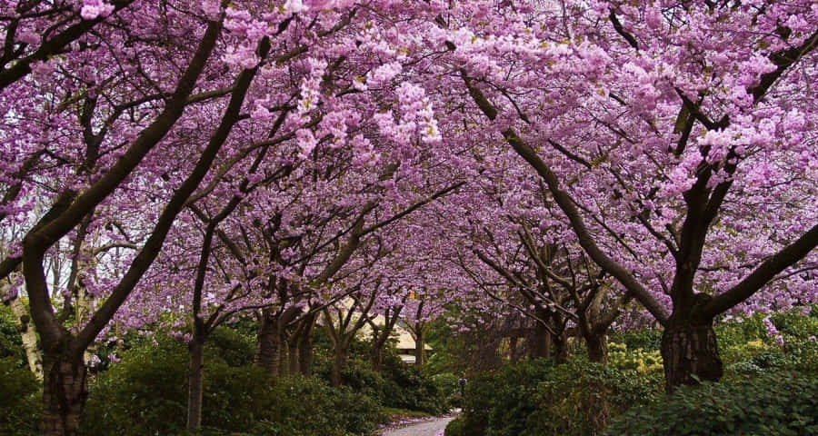 Sakura Spring Dual Screen Wallpaper