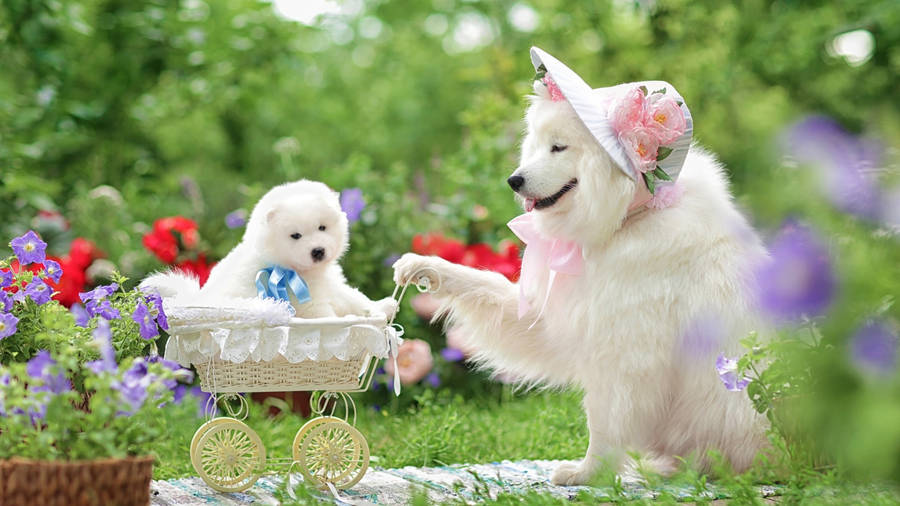 Samoyed Baby Dog On Cart Wallpaper