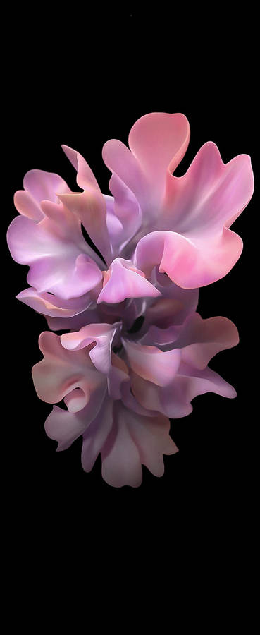 Samsung Galaxy S20 Sweet Pea Flower In Pink Wallpaper