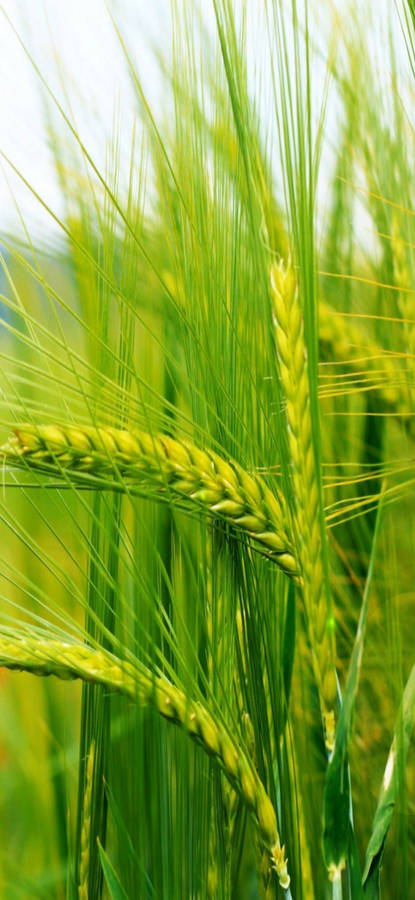 Samsung Galaxy S22 Barley Wallpaper