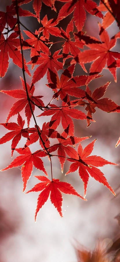 Samsung M21 Red Leaves Wallpaper